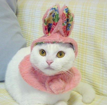 9 Cats Embracing Their Inner Easter Bunny
