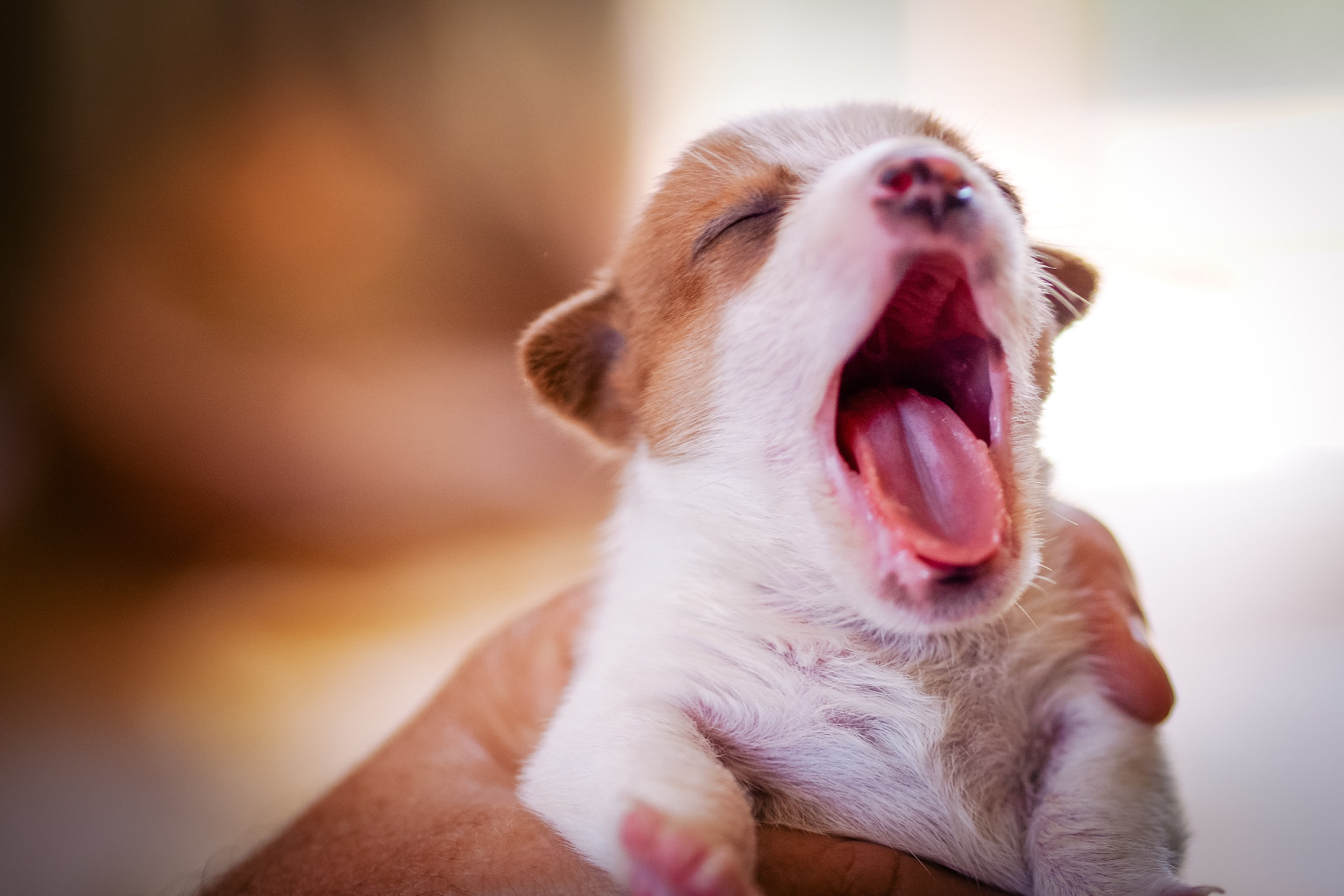 Dogs Can 'Catch' Our Yawns: New Study Reveals