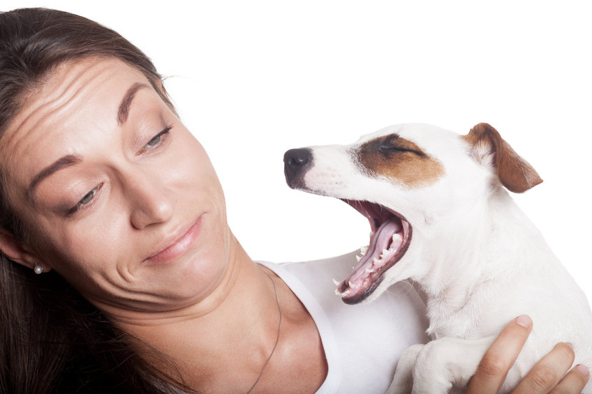 Five reasons your dog smells bad & how to help