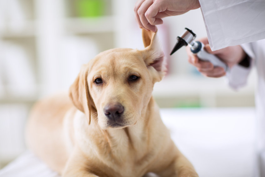 Tips to help senior dogs with hearing loss
