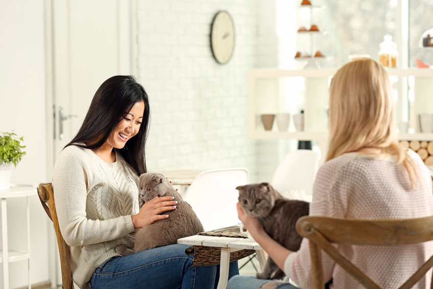 Are cat cafes good for cats?