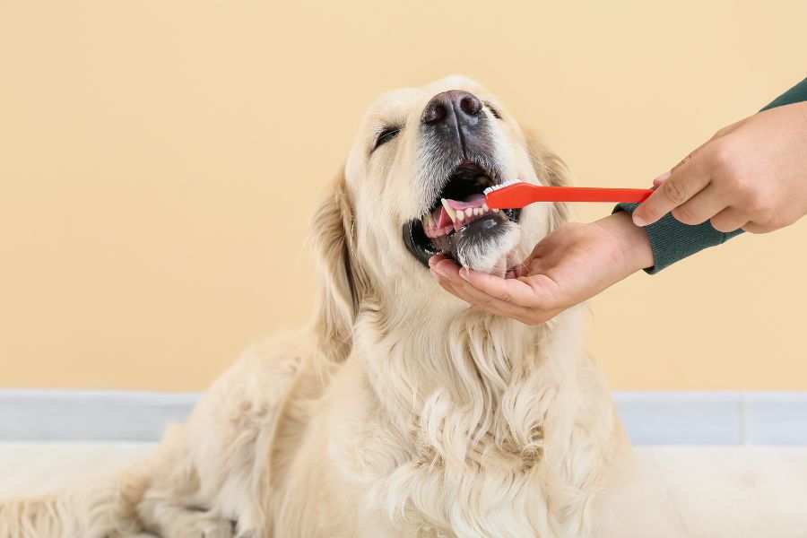 Pearly Whites & Wagging Tails - Hilarious Tips for Keeping Your Dog's Dental Health in Check