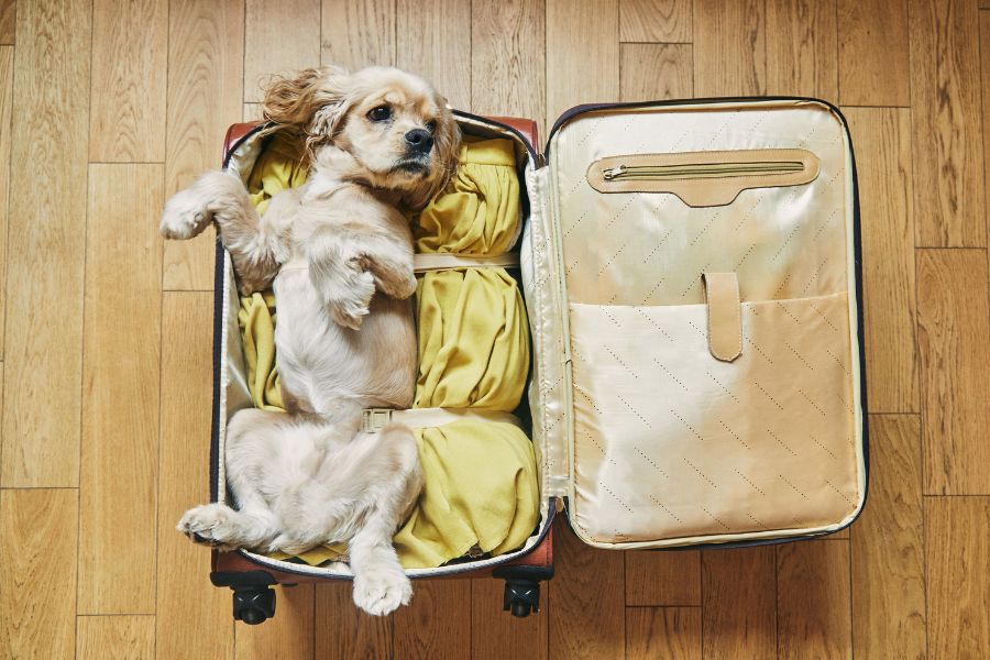Jet-Set Woofers - A Guide to Globetrotting Safely with Your Furry Friend!