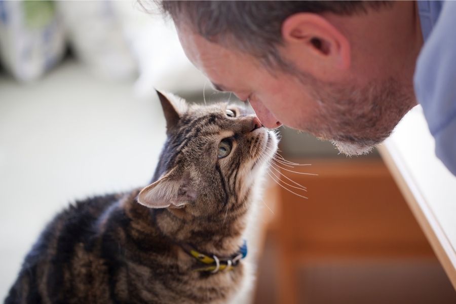 Tips for Caring for Your Wise Whiskered Companion