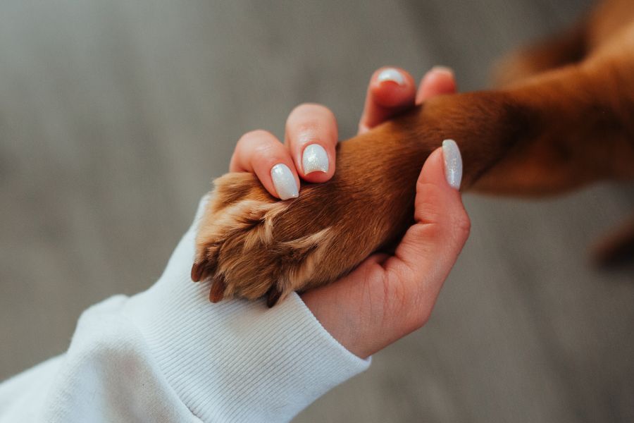A Guide to Pampering Your Pup's Paws!