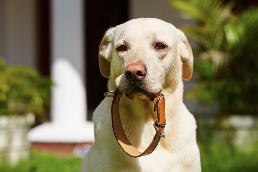 Canine Couture: The Art of Choosing the Perfect Dog Collar