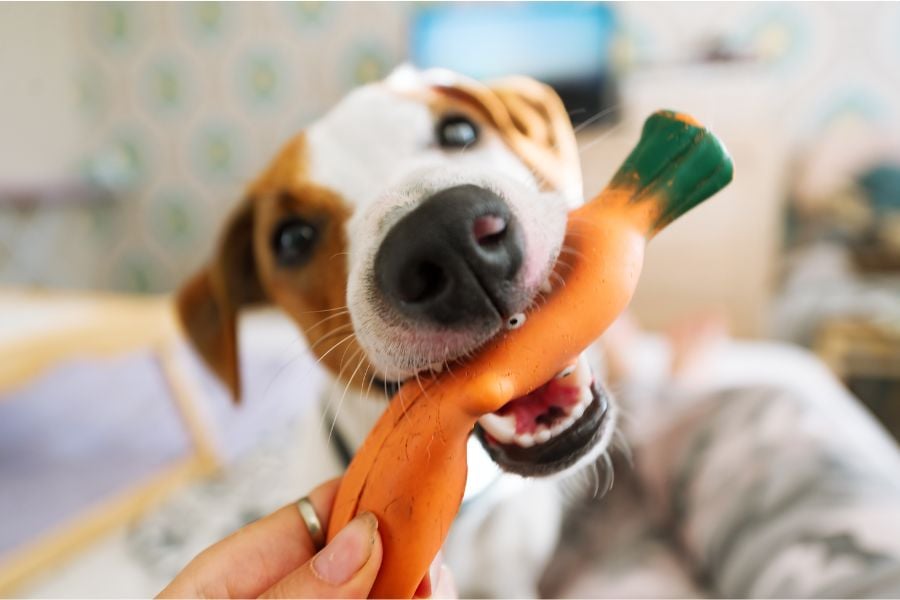 Playtime Purrfection: A Guide to Picking the Right Dog Toy
