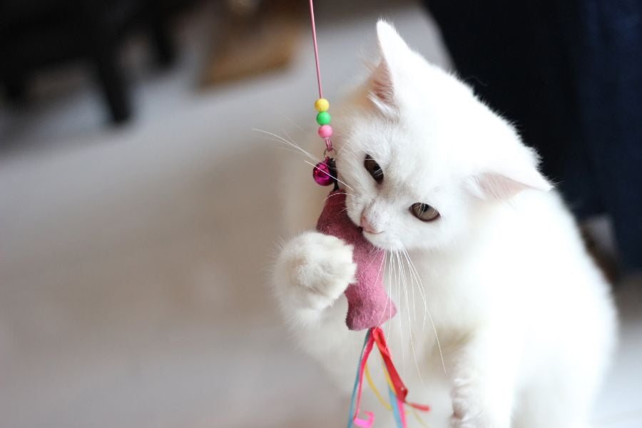 Whisker Wonderland: The Essential Guide to Cat Toys for a Playtime