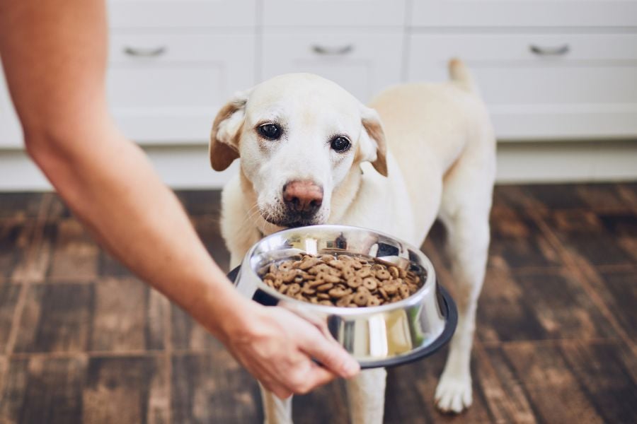 Nourish the Tail-Wag: A Paws-on Guide to Choosing the Best Dog Food