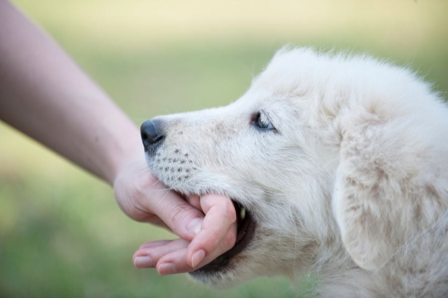 Bite Prevention Mastery: A Professional Guide to Training Dogs Not to Bite