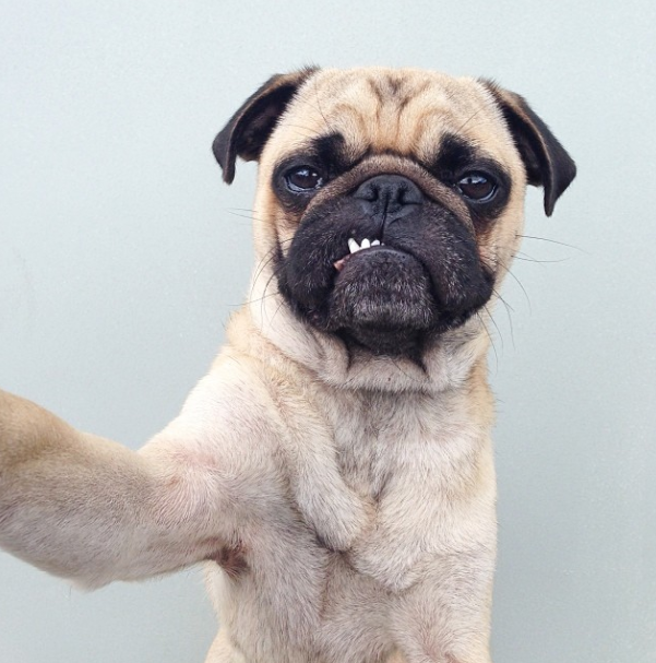 15 Types of Selfies Dogs Are Taking These Days