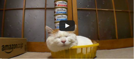 What these cats can do is OUT OF THIS WORLD! [VIDEO]